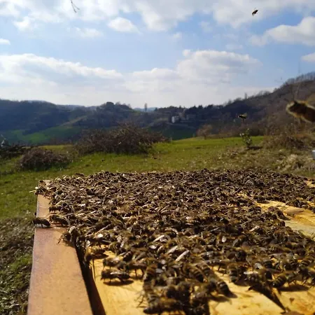 Butterflies Rest Gubbio