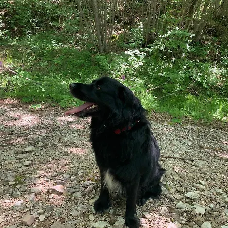 Bed & Breakfast Butterflies Rest 3*