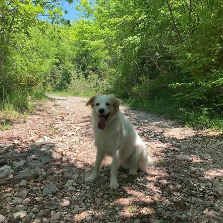 Butterflies Rest Gubbio
