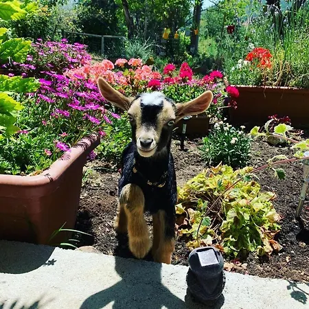 Bed & Breakfast Butterflies Rest