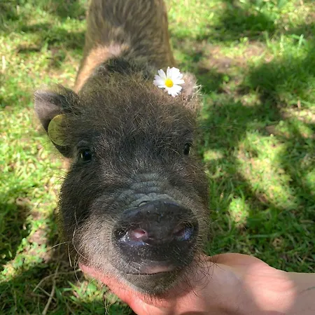 Butterflies Rest Bed & Breakfast Gubbio