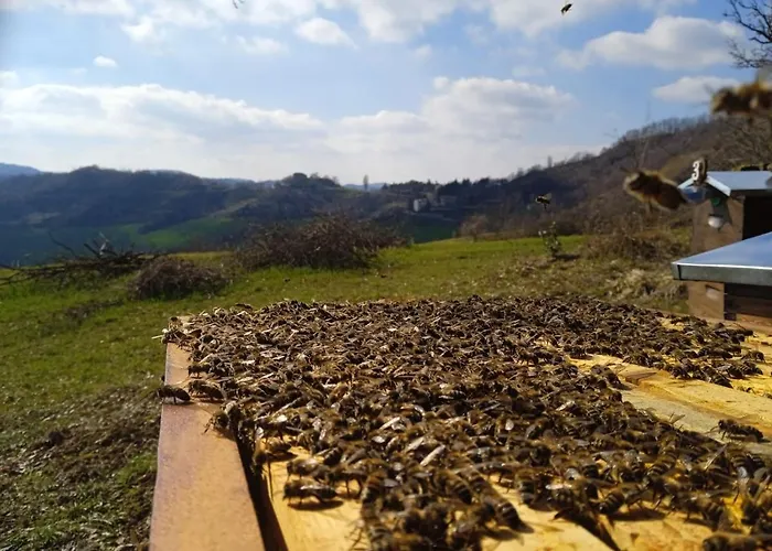 Butterflies Rest גוביו