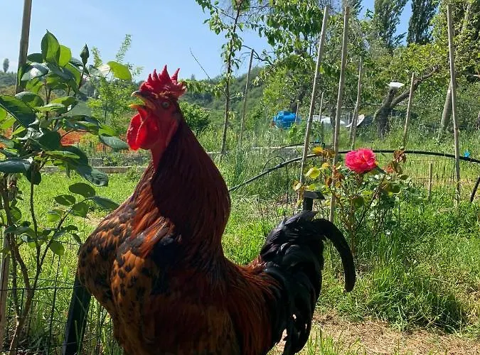 B&B Butterflies Rest