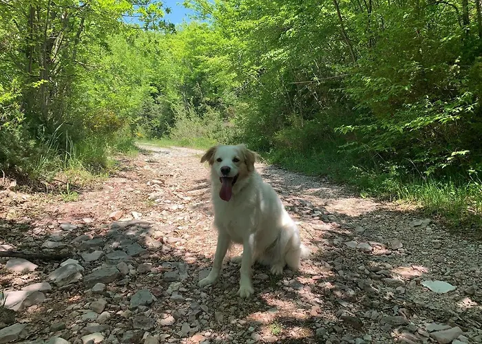 Butterflies Rest 구비오