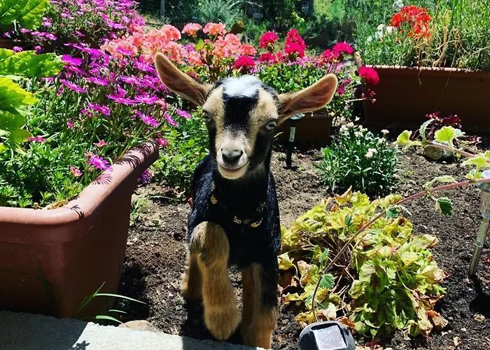 לינה וארוחת בוקר Butterflies Rest