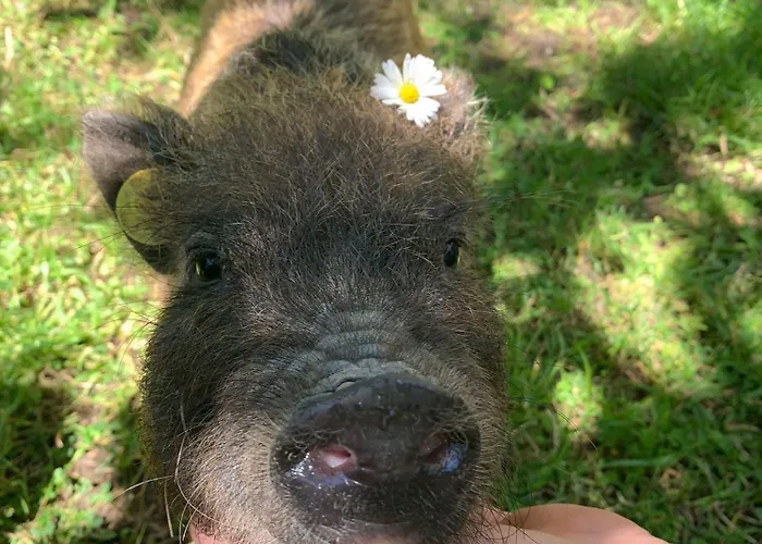 Butterflies Rest B&B 구비오