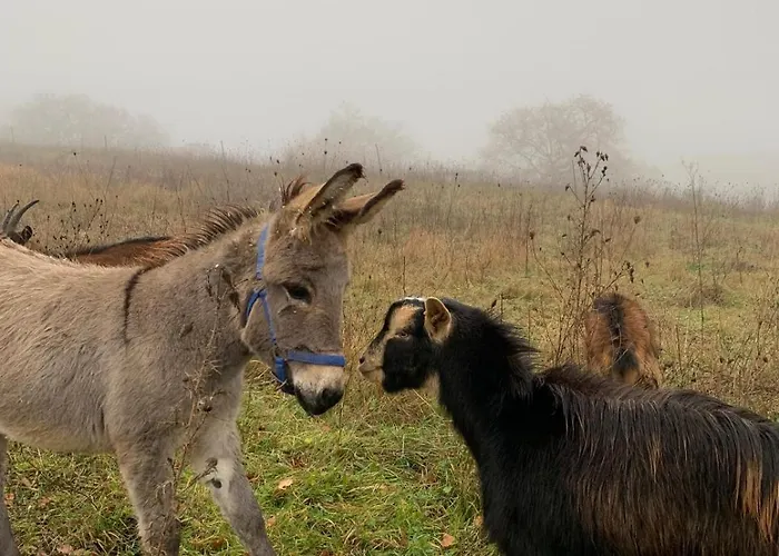 Butterflies Rest 3* 구비오